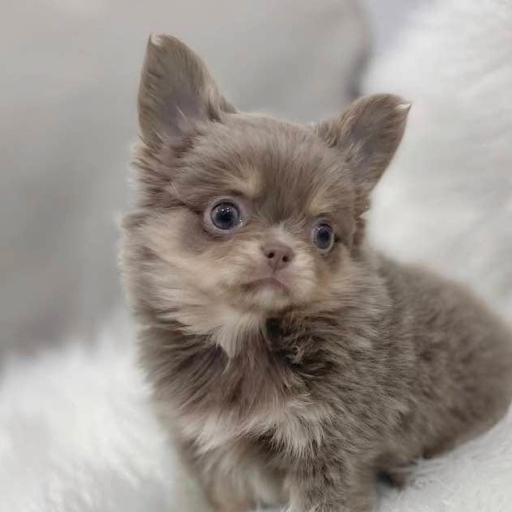 Mimi